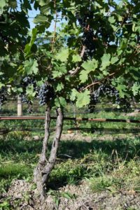 Cabernet-Franc-Vine