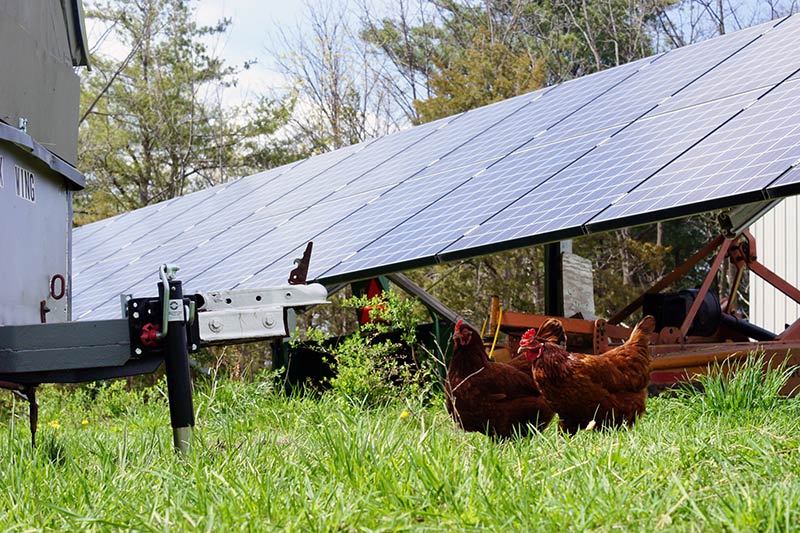 Chickens near our solar panels.