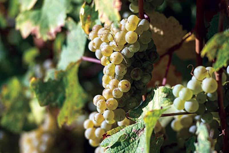 A gorgeous cluster of Riesling grapes. Riesling grape clusters.