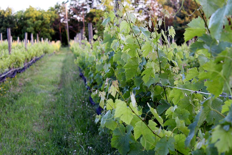 Row of vines