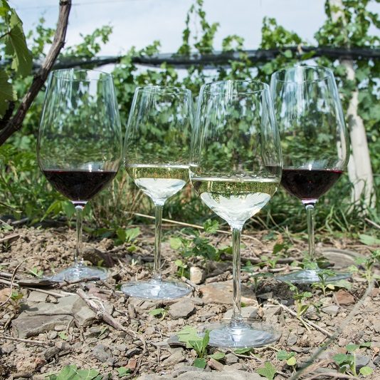 Wine glasses in the vineyard