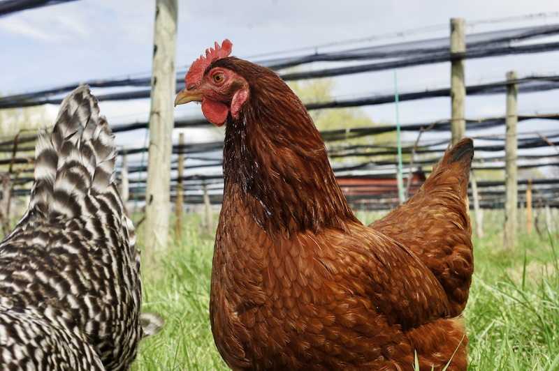 Happy Chickens Shovel Dirt Worm