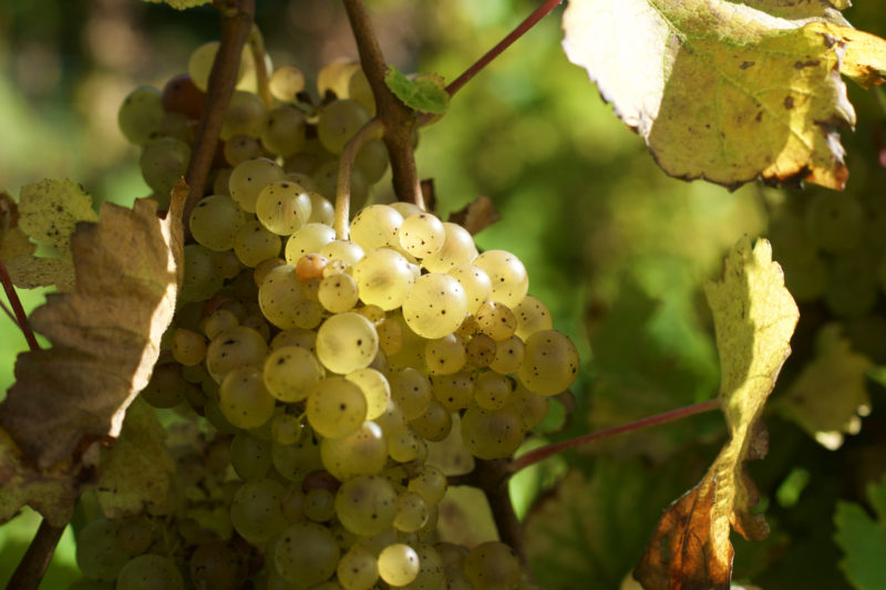 Riesling grape clusters.