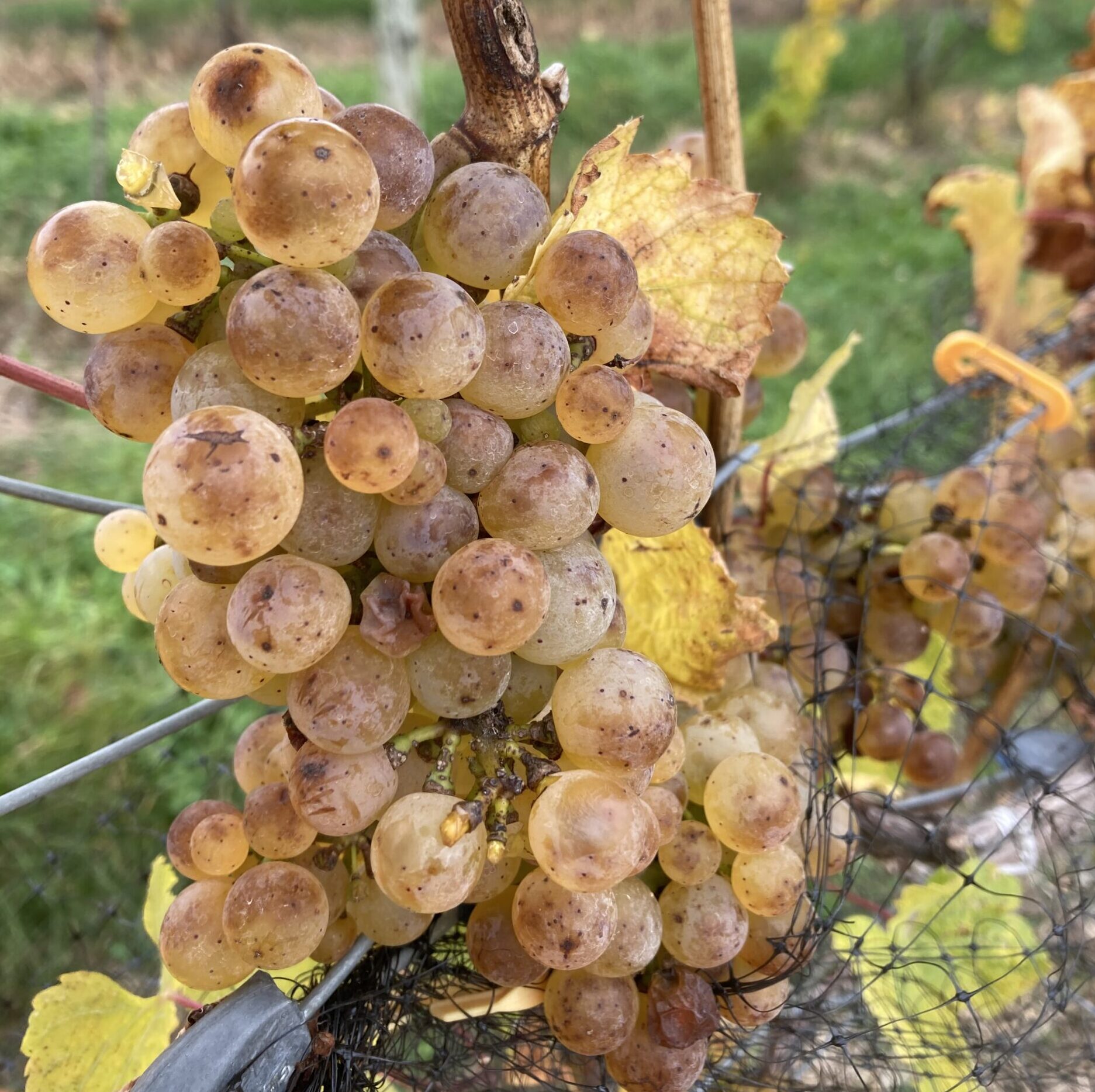 Riesling grapes during harvest.
