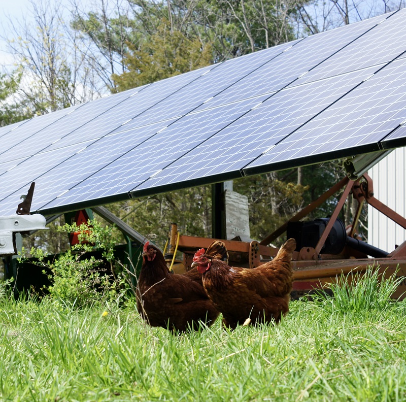 chickens graze near solar panels