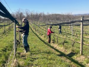 Vineyard team tying up vines.