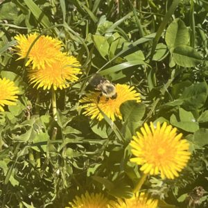 Bee on dandelion