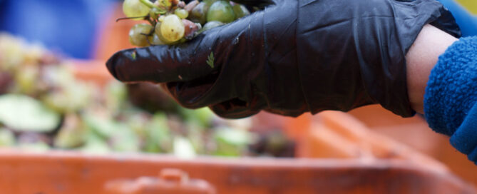 Hand sorting grapes.