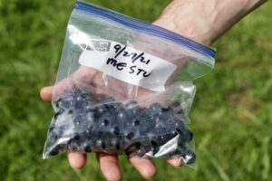 Bag of grapes for testing.