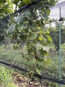 Gewurztraminer grapes on the vine covered with black netting.