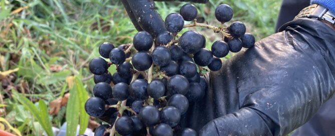 Gloved hand holding a grape cluster.