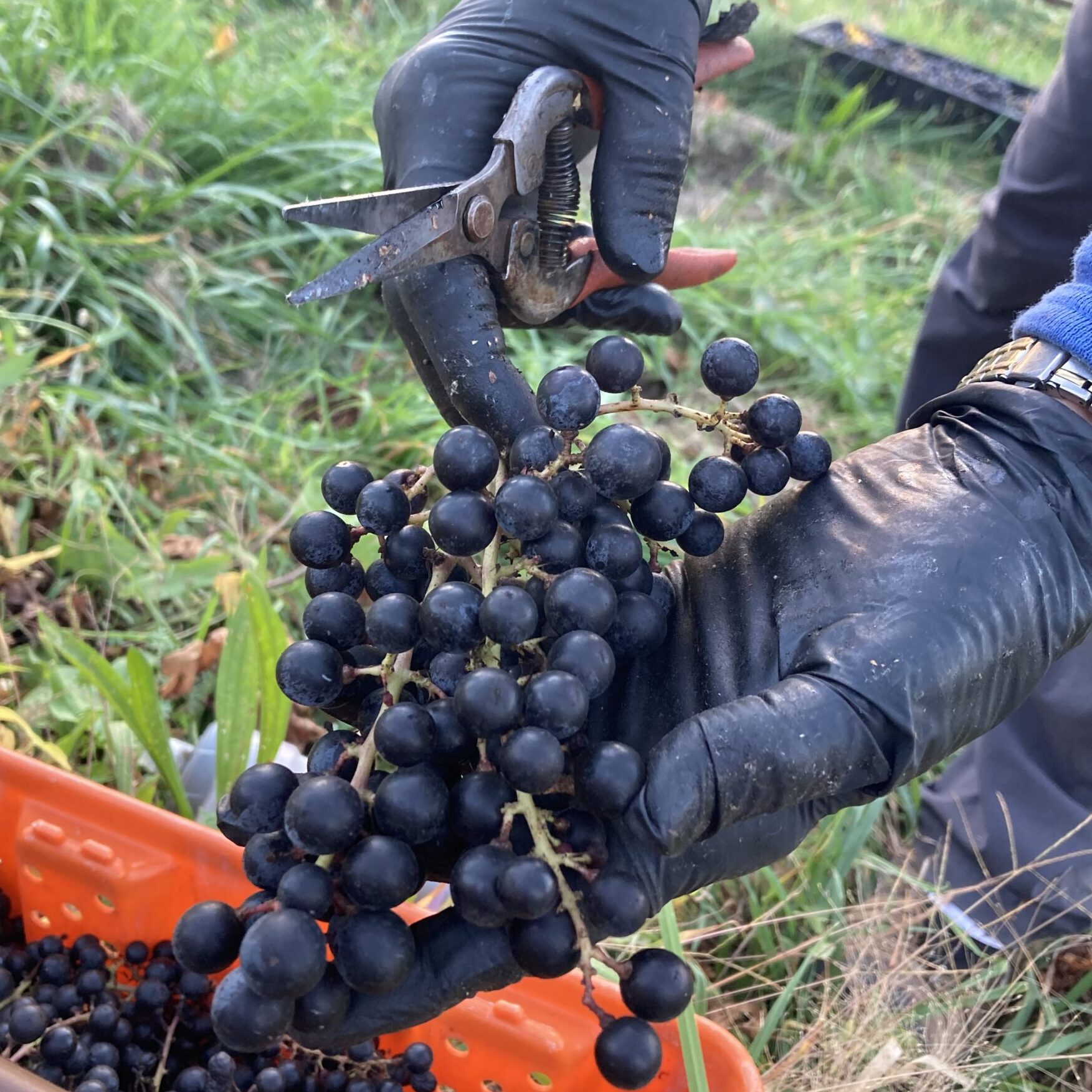 Gloved hand holding a grape cluster.