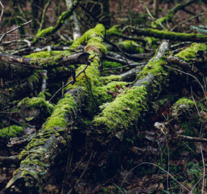 mossy dead wood on the forest floor