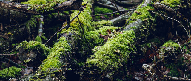 mossy dead wood on the forest floor