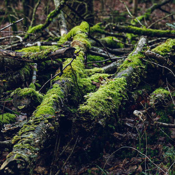 mossy dead wood on the forest floor
