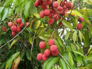 lychee fruits on a tree