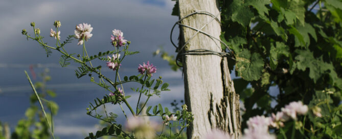 Flowers by post.