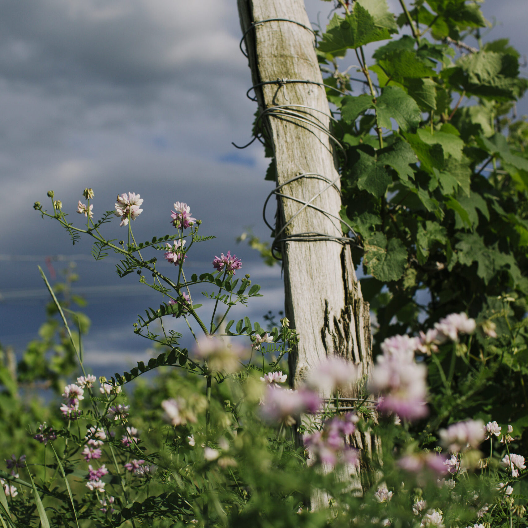 Flowers by post.