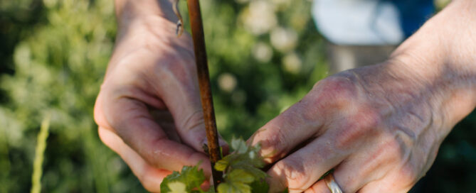 Hands tying up a grapevine.