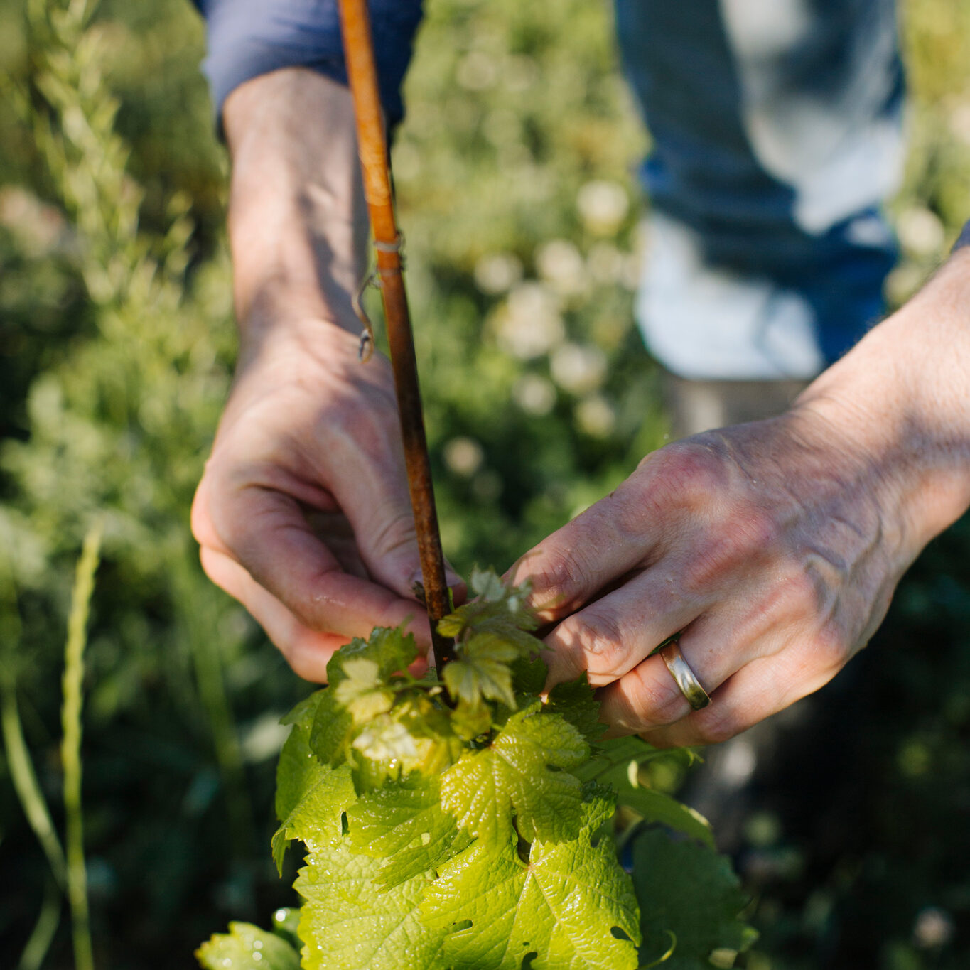 Hands tying up a grapevine.