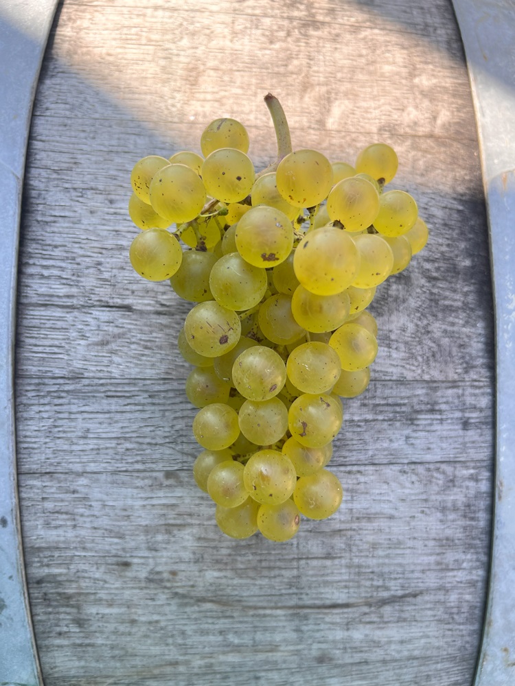 Cluster of Aravelle grapes on a wooden barrel.