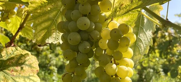 Cayuga grape clusters on the vine.