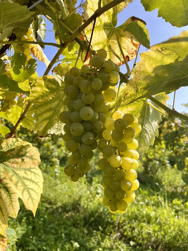 Cayuga grape clusters on the vine.
