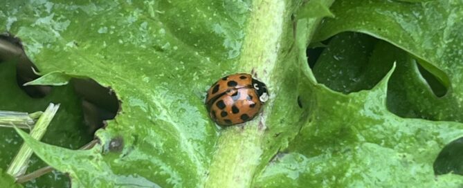 Ladybug on leaf.