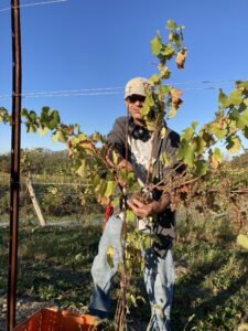 Man behind a vine picking grapes.