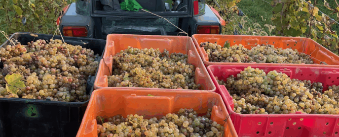 Tractor being driven, hauling hand totes of grapes.