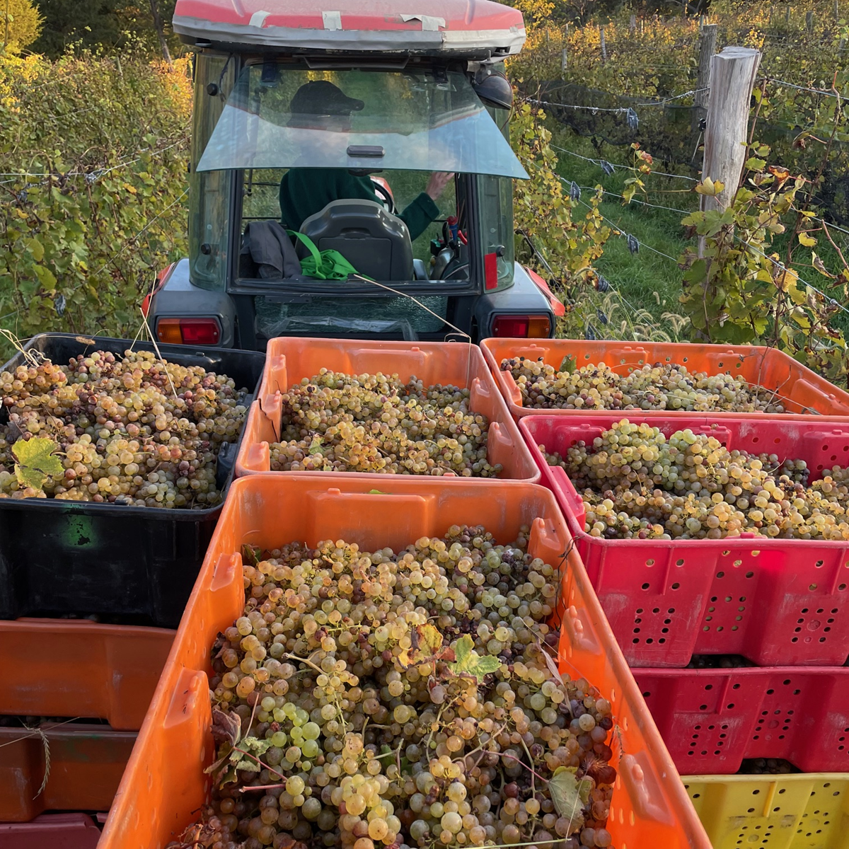Tractor being driven, hauling hand totes of grapes.
