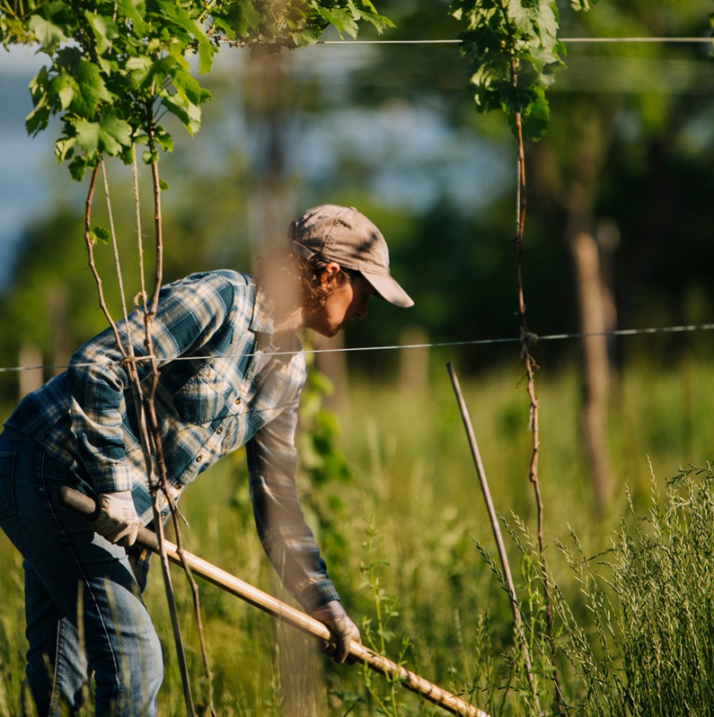 person-hand-hoeing-weeds