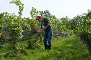 man-in-vineyard