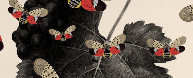 Illustration of Spotted Lanternflies